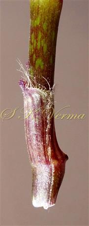  Leaf sheath with long hairs at mouth and one longitudinal row of hairs